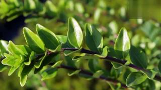 Жимолость Блискуча_Lonicera nitida Жимолость Блискуча_Lonicera nitida