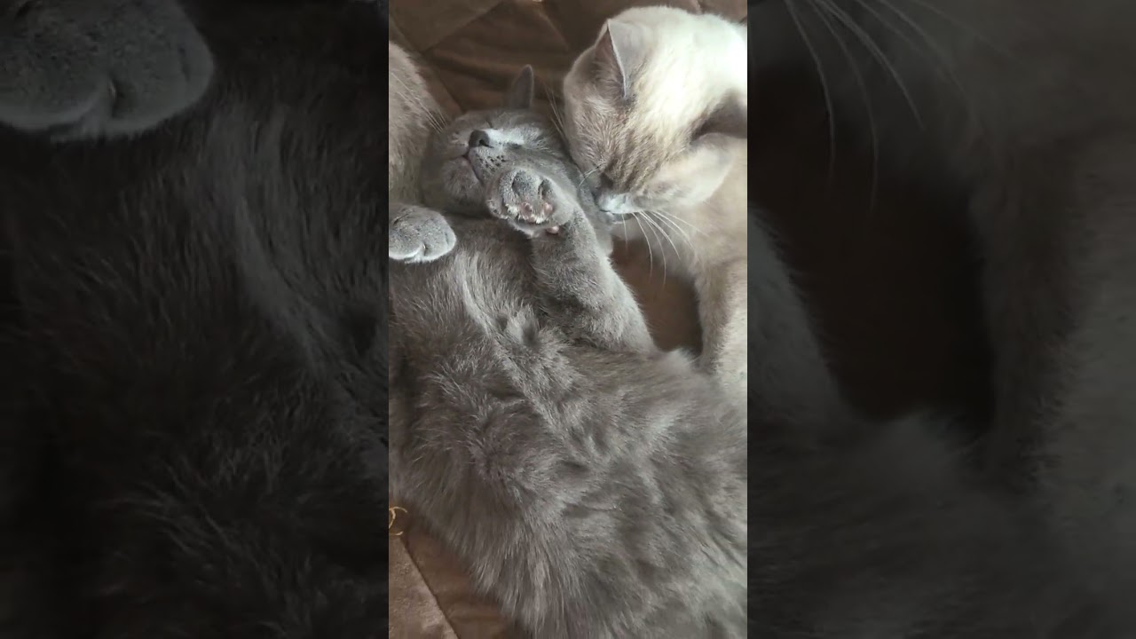 🤣😂Перед Валентинов день, когда ожидаешь клёвый подарок 🎁 🥰😆 