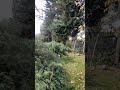 Laurel and Hardy tree felling Part 2