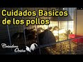 cuidados básicos que les tengo a los pollos kikiriki