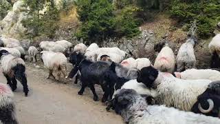 yayla göçü#giresun #gümüşhane #sheep Resimi