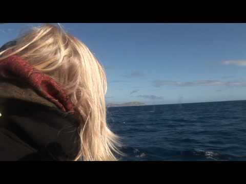 San DIego whale watching 2010
