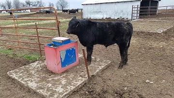 Weaned Spring 2018 Calves. Our weaning process.