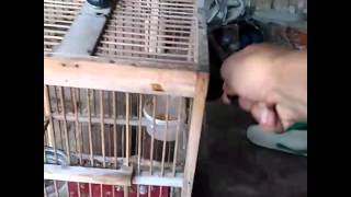 Download Lagu Prenjak jantan klawu jos. MP3