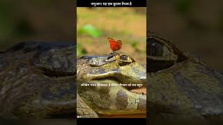 शिकारी या शिकार? मौत का खेल। #shorts