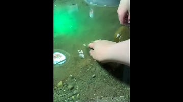 #shorts new soft shell turtle