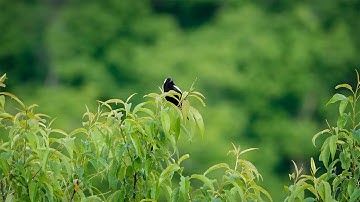 Bobolink Singing on Heaven Hill (14 June 2021)