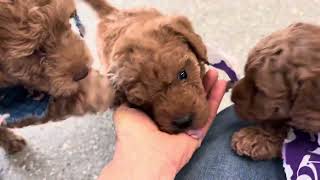 Mini labradoodle puppies 6 weeks old by siessranch1 142 views 6 months ago 1 minute, 23 seconds