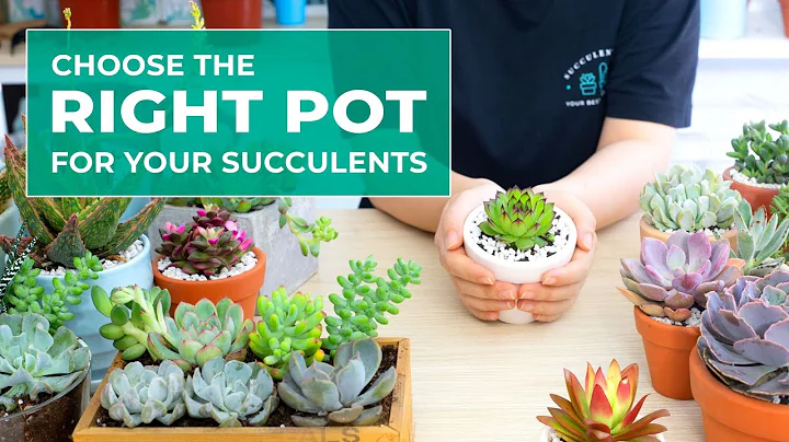 SUCCULENT BEGINNER TIPS: WHY POT SIZE AND POT MATERIAL ARE IMPORTANT IN GROWING SUCCULENTS - DayDayNews