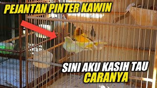 ANTI LOYO‼️Kenari Pinter kawin buat ternak Begini caranya harus dicoba