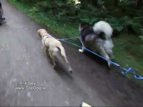 Dog scootering - dogs pulling a scooter - YouTube