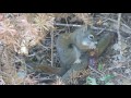 A squirrel eating the seeds out of a pine cone