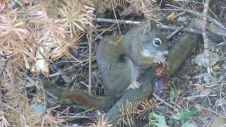 A squirrel eating the seeds out of a pine cone