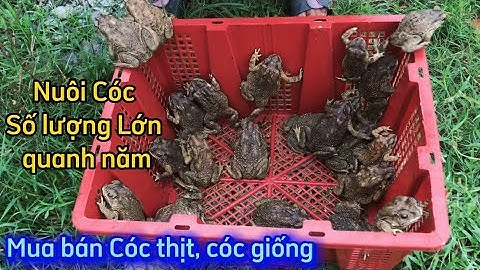 NUÔI CÓC THƯƠNG PHẨM số lượng lớn cung cấp quanh năm, mua bán Cóc thịt, cóc giống khu vực miền Trung