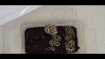 Ball Python Clutch 2025-35 Update 