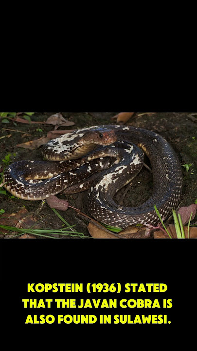 KOBRA JAWA #nature  #viral #reels #fyp #shorts #shortvideo #subscribemychannel