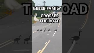 GEESE Family Almost Hit By Car 🚗 💥 #quiteatinganimals #vegan #geese #car #family #shorts #ohno
