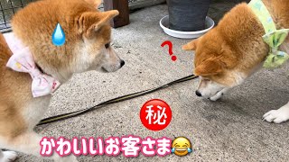 お久しぶりな小さなお客様にタジタジになる柴犬たちが可愛い♪