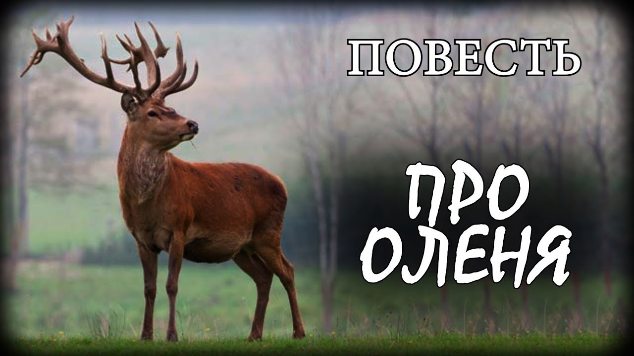 Впр про оленей. Олень прикол. Олень вот. Бешеный олень. Ёобанный олень.