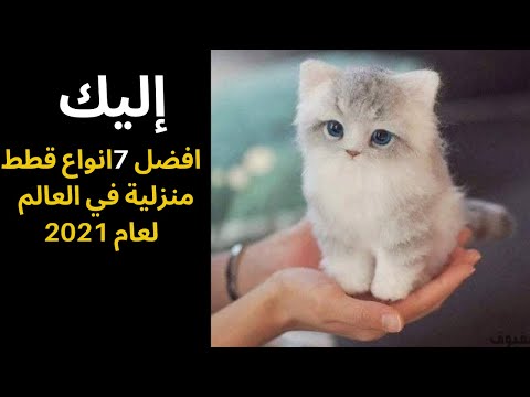 فيديو: التخلف في القطط