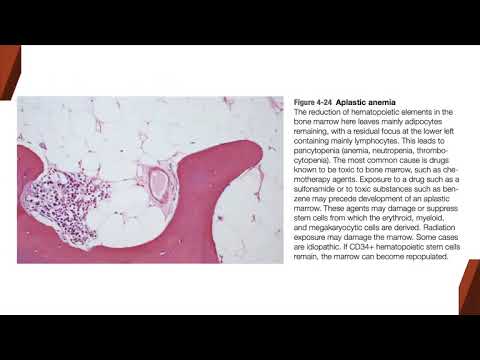 Video: Helicobacter Pylori -kontrolloitu C-Abl-lokalisaatio Edistää Solujen Siirtymistä Ja Rajoittaa Apoptoosia