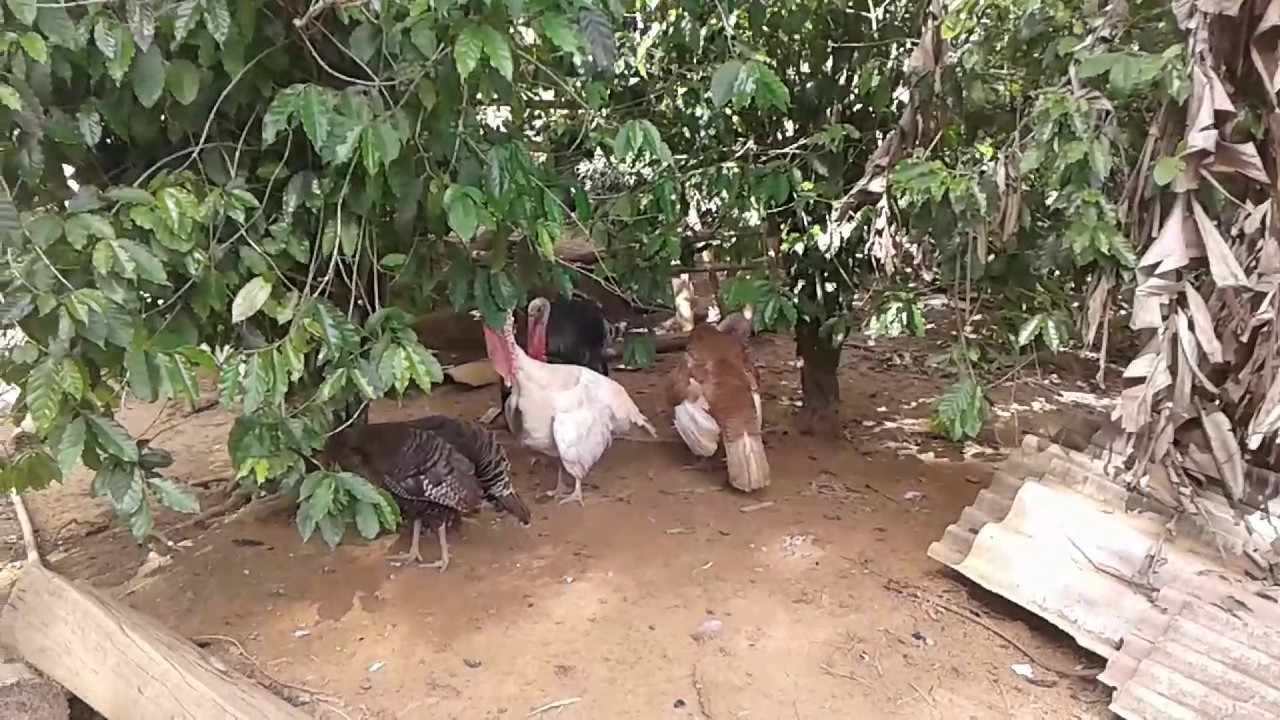 palpites para o jogo do bicho dia NA ROÇA É SÓ FARTURA E LUCRO CERTO !!!