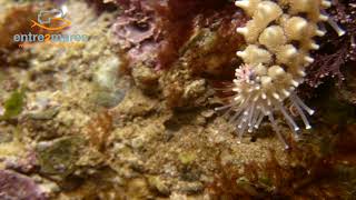 Marthasterias glacialis