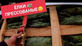 КАК ВОЗЯТ ЁЛКИ🎄 В ЕВРОПЕ?