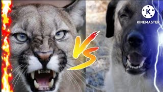 Cougar Vs Turkish Kangal Who Would Win