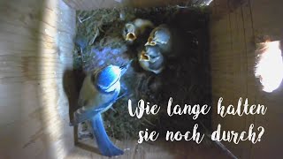 Nestlingstag Nr. 18 bei den Blaumeisen  wie lange halten sie noch durch?