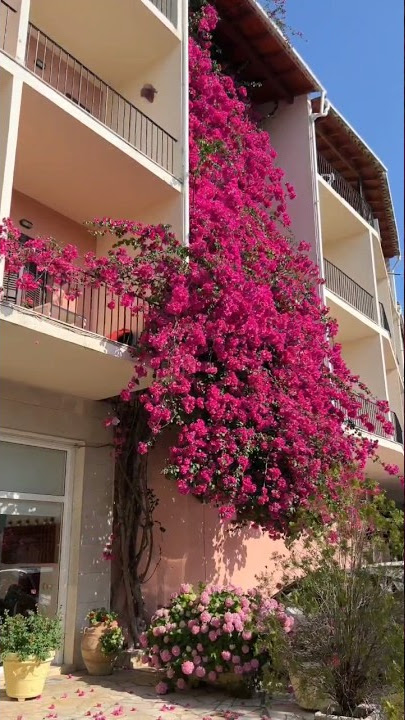 Bougainvillea glabra, Paper flower🌹, used for bonsai #bonsai #horticulture #bougainvillea #spring