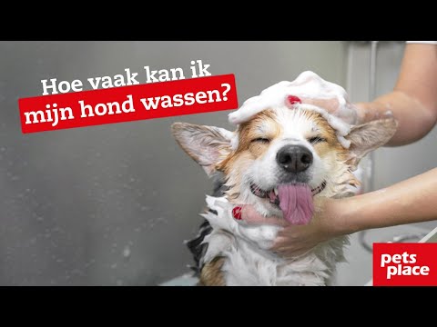 Video: Hoe Vaak Moet Je Je Hond Wassen?