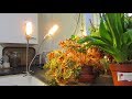 UNBOXING & Initial Review of Niello 50W Dual Head Full Spectrum Growlight for Indoor Plants,