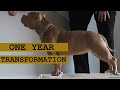 Watch my american pocket bully grow a 1year transformation