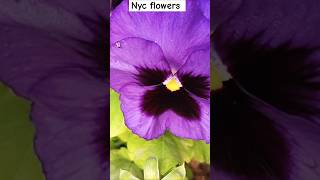 Nyc flowers #shorts #ytshorts #flowertypes #viralshort #garden #nature