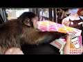 Monkey Visits Dunkin Donuts Drive Thru!