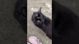 Paulis Paw Struggles Dont Stop Him From Being The Sweetest Cat