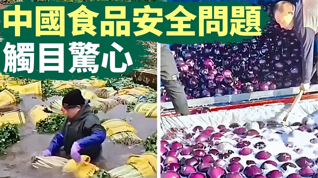 🔥 中國食品安全問題觸目驚心｜100多只鴨子寧願餓死也不吃玉米｜添加劑、科技與狠活連畜生都嫌棄：狗不吃外面買的肉，蒼蠅不叮外面買的菜，老鼠不吃月餅麵包，雞不吃雜交玉米，蝗蟲不吃雜交水稻｜#話題中國