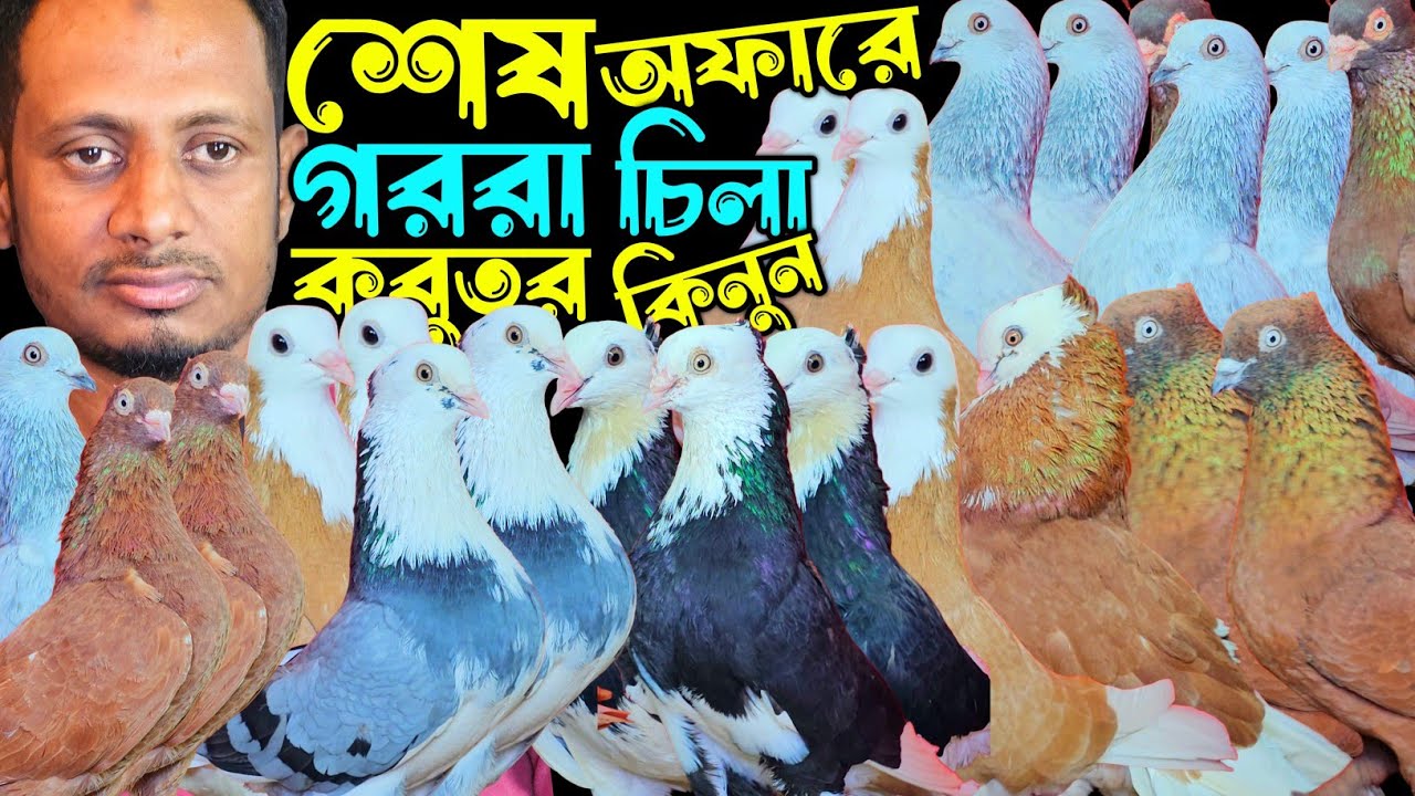 পাকিস্তানি টেডি,কামারগার,গররা,চিলা,রেসার কবুতর কিনুন | বাকবাকুম পায়রা | Pigeon |