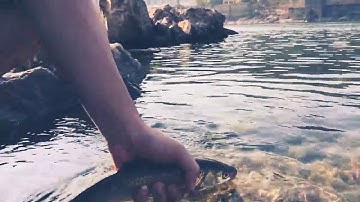 ...CÁ CHÀY MẮT ĐỎ...