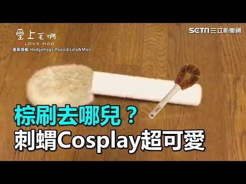 棕刷去哪兒？刺蝟Cosplay超可愛｜三立新聞網SETN.com