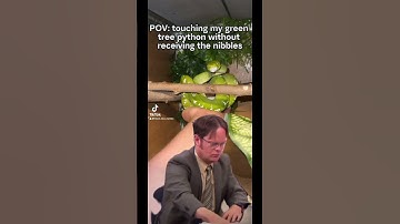 Some days it’s a win #gtp #aru #biak #greentreepython #python #pythons #snake #snakes #snek