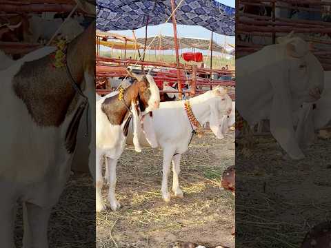 Mandi Ma Jaunga 🥰 || Bakra Launga Qurban Karunga || Qurbani 2026 || Shayan Official #viralshort