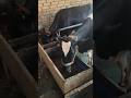 Cow Video#shorts #video #cow #subscribe