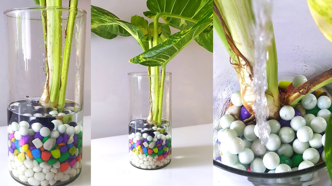 Big Leaf Money Plant Decor Idea Giant Money Plant Decoration With big-leaf-money-plant-decor-idea-giant-money-plant-decoration-with