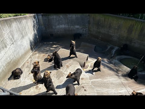 熊のプーさん現る⁉️芸達者な熊達（昭和新山　熊牧場）
