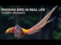 Phoenix bird in real life golden pheasant  animal wildlife