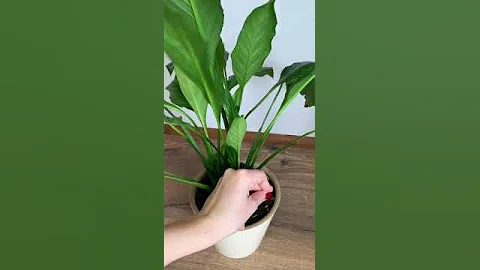 Правильный уход за 