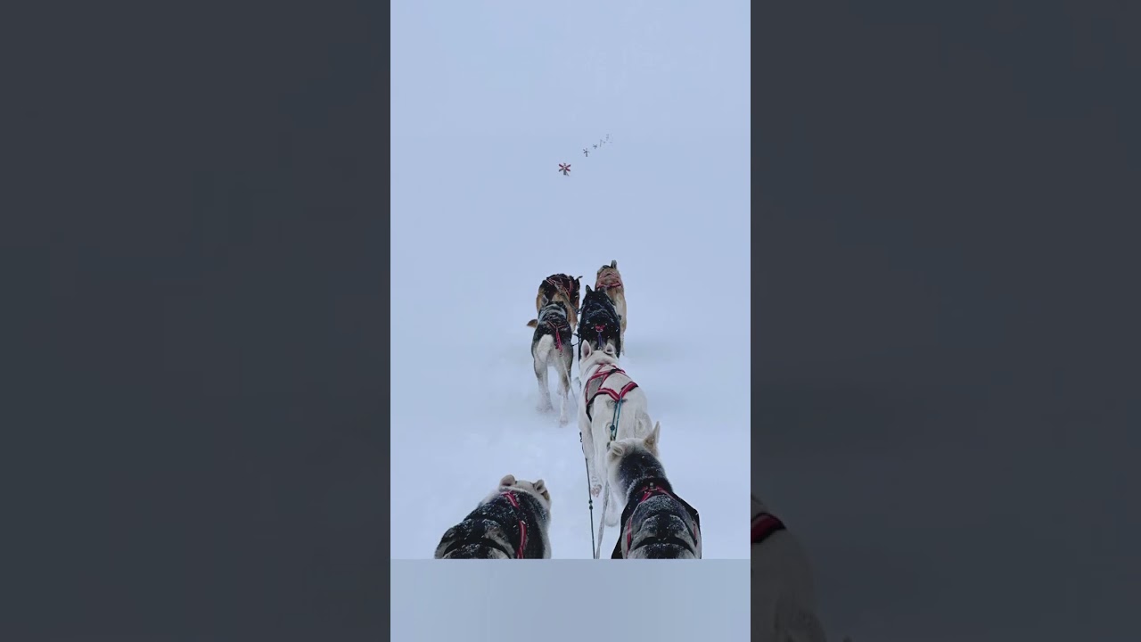 Amundsen Race 2026 Lisa Pannenberg #alaskanhusky #amundsenrace #snow #husky 