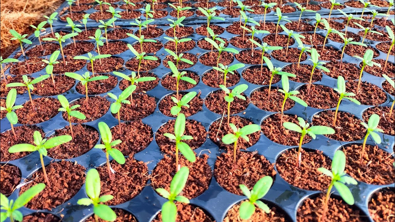 Xịt dưỡng cho cây vạn thọ con, yếu tố quan trọng giúp ươm vạn thọ thành công, hoa Tết 2024